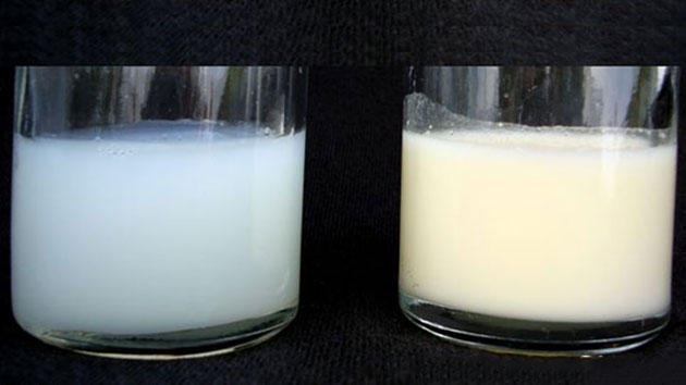 So sánh sữa non alpha lipid với sữa thông thường